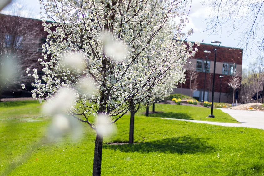 Blooming tree on campus